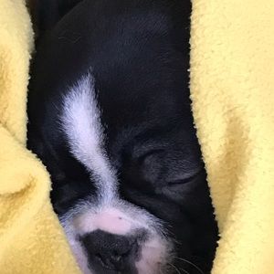 Meet your Posher, Sophie